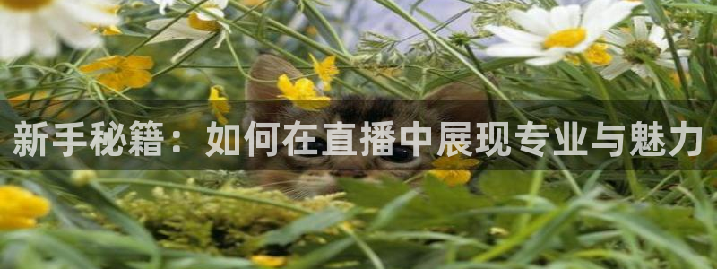 龙门体育在线直播：新手秘籍：如何在直播中展现专业与魅力